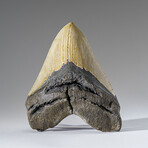 Genuine Megalodon Shark Tooth in Display Box v.1