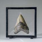 Genuine Megalodon Shark Tooth in Display Box v.2