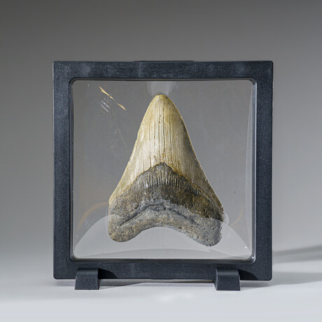 Genuine Megalodon Shark Tooth in Display Box v.11
