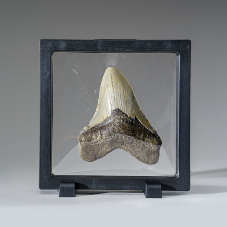 Genuine Megalodon Shark Tooth in Display Box v.7