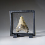 Genuine Megalodon Shark Tooth in Display Box v.18