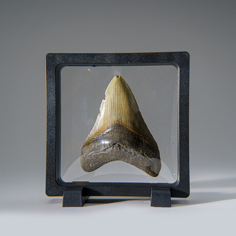 Genuine Megalodon Shark Tooth in Display Box v.22