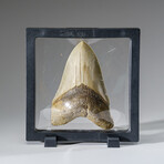 Genuine Megalodon Shark Tooth from Indonesia in Display Box v.3