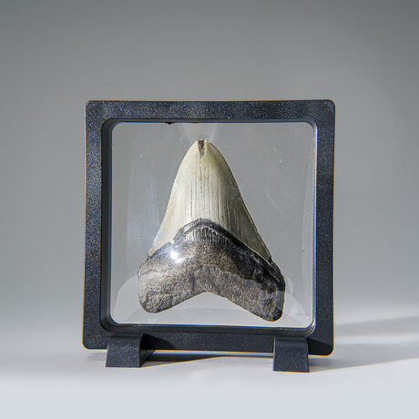 Genuine Megalodon Shark Tooth in Display Box v.24