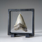 Genuine Megalodon Shark Tooth in Display Box v.19