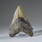 Genuine Megalodon Shark Tooth in Display Box v.2