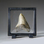 Genuine Megalodon Shark Tooth in Display Box v.13