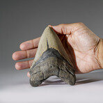 Genuine Megalodon Shark Tooth in Display Box v.2