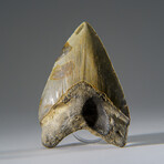 Genuine Megalodon Shark Tooth in Display Box v.15