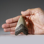 Genuine Megalodon Shark Tooth in Display Box v.20