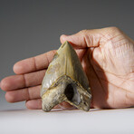 Genuine Megalodon Shark Tooth in Display Box v.15