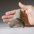 Genuine Megalodon Shark Tooth in Display Box v.6