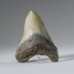 Genuine Megalodon Shark Tooth in Display Box v.9