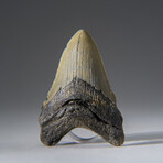 Genuine Megalodon Shark Tooth in Display Box v.21