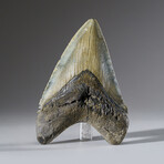 Genuine Megalodon Shark Tooth in Display Box v.8