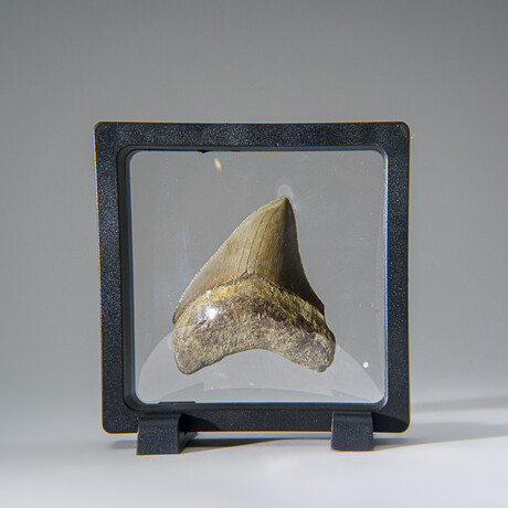 Genuine Megalodon Shark Tooth in Display Box v.25