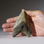 Genuine Megalodon Shark Tooth in Display Box v.8