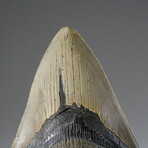 Genuine Megalodon Shark Tooth in Display Box v.2