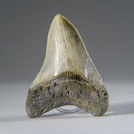 Genuine Megalodon Shark Tooth in Display Box v.13