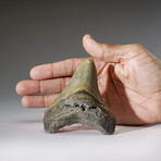 Genuine Megalodon Shark Tooth in Display Box v.4