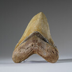 Genuine Megalodon Shark Tooth from Indonesia in Display Box v.1