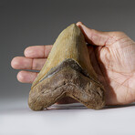 Genuine Megalodon Shark Tooth from Indonesia in Display Box v.1