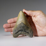 Genuine Megalodon Shark Tooth in Display Box v.11