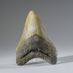 Genuine Megalodon Shark Tooth in Display Box v.11