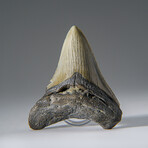 Genuine Megalodon Shark Tooth in Display Box v.17