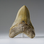 Genuine Megalodon Shark Tooth from Indonesia in Display Box v.4