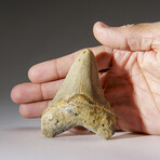 Genuine Megalodon Shark Tooth in Display Box v.12