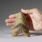 Genuine Megalodon Shark Tooth from Indonesia in Display Box v.3