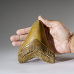 Genuine Megalodon Shark Tooth from Indonesia in Display Box v.2