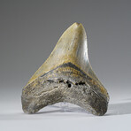 Genuine Megalodon Shark Tooth in Display Box v.4