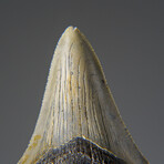 Genuine Megalodon Shark Tooth in Display Box v.23