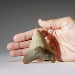 Genuine Megalodon Shark Tooth in Display Box v.26