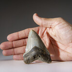 Genuine Megalodon Shark Tooth in Display Box v.19