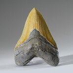 Genuine Megalodon Shark Tooth in Display Box v.3