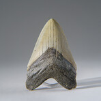 Genuine Megalodon Shark Tooth in Display Box v.20