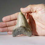 Genuine Megalodon Shark Tooth in Display Box v.13