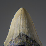 Genuine Megalodon Shark Tooth in Display Box v.21