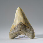 Genuine Megalodon Shark Tooth in Display Box v.18