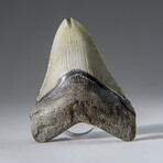 Genuine Megalodon Shark Tooth in Display Box v.24