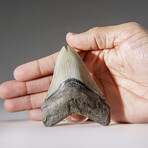 Genuine Megalodon Shark Tooth in Display Box v.24