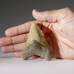 Genuine Megalodon Shark Tooth in Display Box v.18