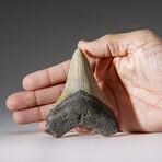Genuine Megalodon Shark Tooth in Display Box v.23
