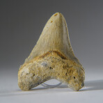 Genuine Megalodon Shark Tooth in Display Box v.12