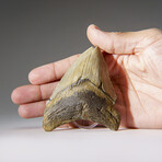 Genuine Megalodon Shark Tooth in Display Box v.14