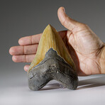 Genuine Megalodon Shark Tooth in Display Box v.3