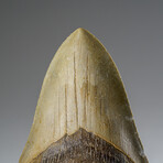 Genuine Megalodon Shark Tooth from Indonesia in Display Box v.3
